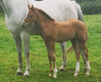 Colt Foals For Sale